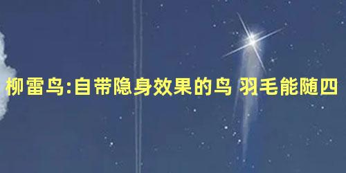 柳雷鸟:自带隐身效果的鸟 羽毛能随四季变化而变化